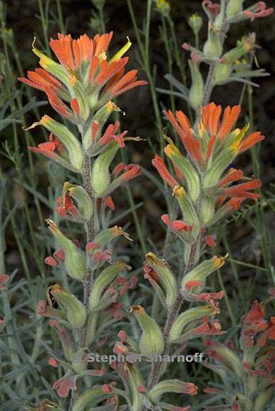 castilleja foliolosa 3 graphic